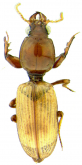 Dyschirius (Dyschiriodes) pallipennis (Say, 1823)