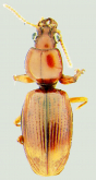 Dyschirius (Paradyschirius) quadrimaculatus Lindroth, 1961