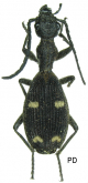 Eccoptoptera mutilloides lagenula (Gerstaecker, 1866)