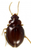 Elaphropus (Elaphropus) cf. haliploides Bates, 1892