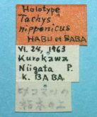 Elaphropus (Elaphropus) nipponicus (Habu & Baba, 1967) (Label)