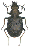 Elaphrus (Sinoelaphrus) angulonotus Shi & Liang, 2008
