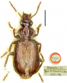 Endynomena pradieri (Fairmaire, 1849) (as Saronychium inconspicuum)