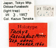 Tachys (Paratachys) fasciatus uenoi Tanaka, 1960 (Label)