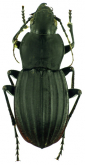 Eucamptognathus (Eudromoides) opacus (Fairmaire, 1892)