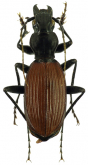 Eudromus striaticollis acutipennis Jeannel, 1948