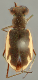 Habroscelimorpha euryscopa euryscopa