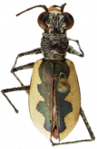Eunota togata latilabris (Willis, 1967) from Loc. typ.