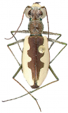 Eunota togata fascinans (Casey, 1914) Type locality