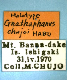 Gnathaphanus chujoi Habu, 1973