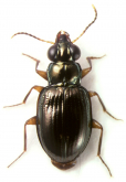 Gouleta cayennensis (Dejean, 1831)
