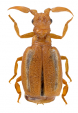 Granulopaussus granulatus (Westwood, 1850)