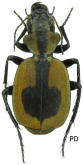 Graphipterus cordiger Dejean, 1831