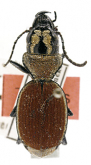 Graphipterus dymorphus rubens Burgeon, 1929