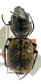 Graphipterus dymorphus tanganikae Burgeon, 1929