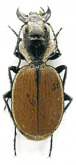 Graphipterus neavei Burgeon, 1928