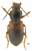 Gynandromorphus etruscus etruscus Quensel, 1806