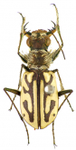 Habrodera capensis (Linnaeus, 1764)