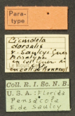 Habroscelimorpha dorsalis saulcyi (Guerin-Meneville, 1840)