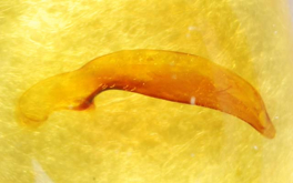 Harpalomimetes orbicollis N. Ito, 1995b: 278