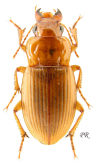 Harpalus (Acardystus) flavescens (Piller & Mitterpacher, 1783)