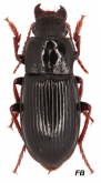 Harpalus (Harpalus) atratus Latreille, 1804a: 360