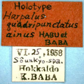 Harpalus (Harpalus) laevipes Zetterstedt, 1828: 26