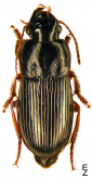 Harpalus (Harpalus) latus (Linne, 1758)