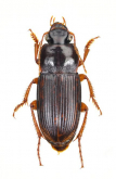 Harpalus (Harpalus) pallidipennis A. Morawitz, 1862a: 260