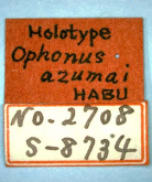 Harpalus (Pseudoophonus) azumai Habu, 1968