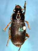 Harpalus (Pseudoophonus) calceatus (as itoshimanus)
