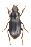 Harpalus (Pseudoophonus) calceatus (Duftschmid, 1812)