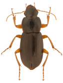 Harpalus (Pseudoophonus) longicollis Leconte, 1848