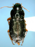 Harpalus (Zangoharpalus) tinctulus luteicornoides (as ihai Habu)