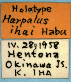 Harpalus (Zangoharpalus) tinctulus luteicornoides Breit, 1913