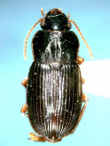 Harpalus (Zangoharpalus) tinctulus luteicornoides (as tsushimanus)