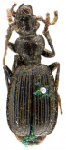 Helluo insignis Sloane, 1890