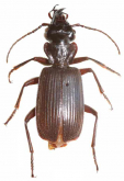 Helluodes devagiriensis Sabu, Abhitha & Zhao, 2008