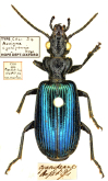 Helluonidius cyanipennis (Hope, 1842)