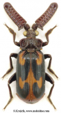 Heteropaussus hastatus (Westwood, 1850)