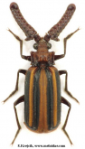 Heteropaussus trapezicollis (Wasmann, 1922)