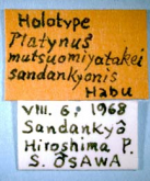 Hikosanoagonum mutsuomiyatakei sandankyonis (Habu, 1974)