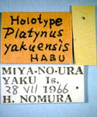 Hikosanoagonum yakuense (Habu, 1974)