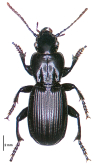 Holcaspis mucronata Broun, 1886