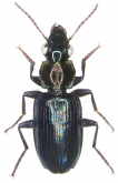 Holcoderus elongatus (Saunders, 1863)