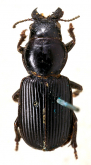 Idiomorphus guerini Chaudoir, 1846