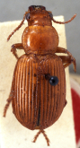 Idiomorphus xanthochrous Britton, 1937