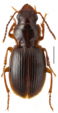 Kenyacus ruwenzorii (Alluaud, 1917)
