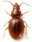 Kiwitachys cf. antarcticus Bates, 1874