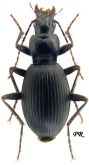 Laemostenus (Antisphodrus) elongatus elongatus (Dejean, 1828)